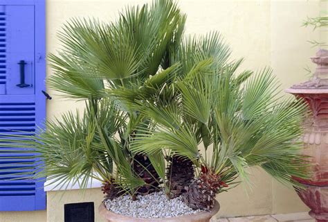 Palmera Enana Europea Outspot