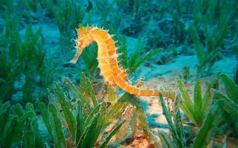 El caballito de mar muere de amor Elijen una Académica Caballito