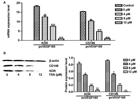 Tsa Inhibits Kdr And Cd146 In Human Umbilical Vascular Endothelial