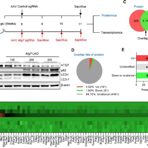 Inhibition Of Autophagy Upregulates The Protein Level Of Wee1 But Not