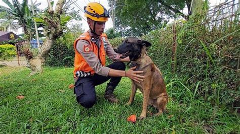 VIDEO Kiprah Anjing Pelacak K9 Polri Asal Depok Temukan Korban Gempa