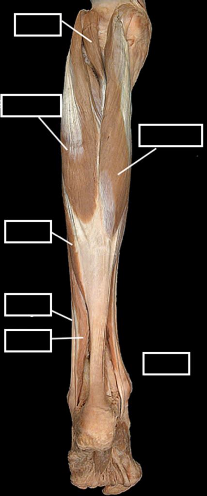 LAB Posterior Superficial Compartment Of Leg Pic 3 Diagram Quizlet