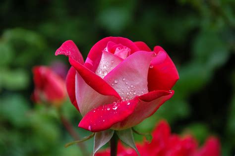 The Meaning And Symbolism Of The Word Rose