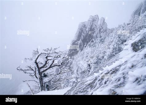 Jeju Island snow scene of Halla mountain winter Stock Photo - Alamy