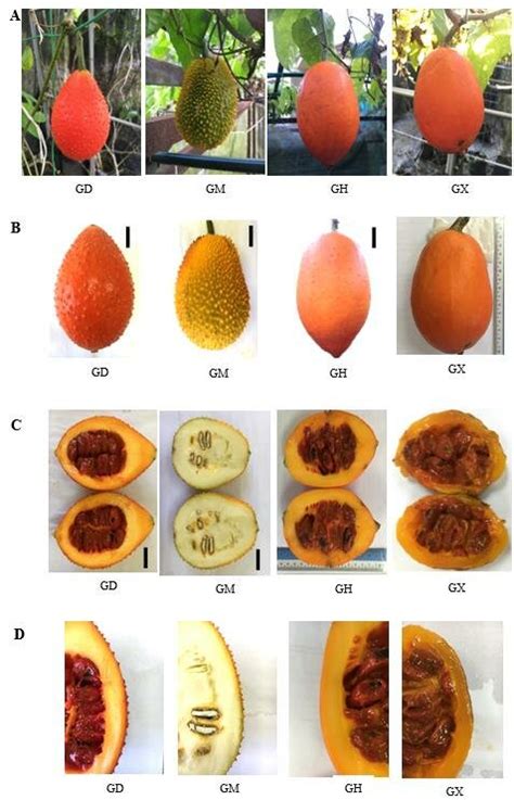 Fruit morphology (A) Gac fruit at the field (B) Front view of gac fruit ...