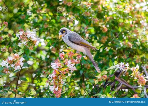 Australian Noisy Miner Bird Stock Image Image Of Environment Avian