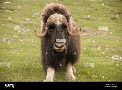 Musk Ox Ovibos Moschatus In Norway Only Wild Mainland Herd In Europe