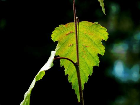 Blad Herfstblad Val Gratis Foto Op Pixabay Pixabay