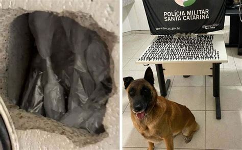 Cão farejador encontra quase 500 pinos de cocaína escondidos em um