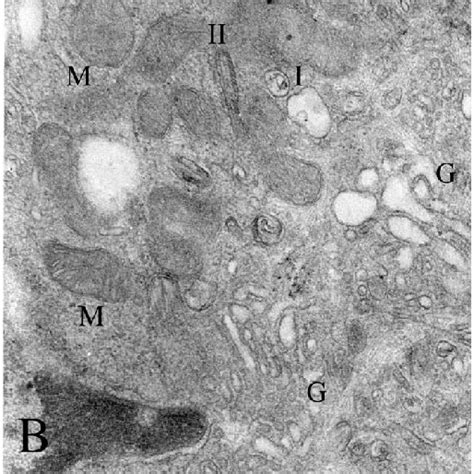 Melanoblasts And Melanocytes Derived From Epidermal Cell Suspensions Of