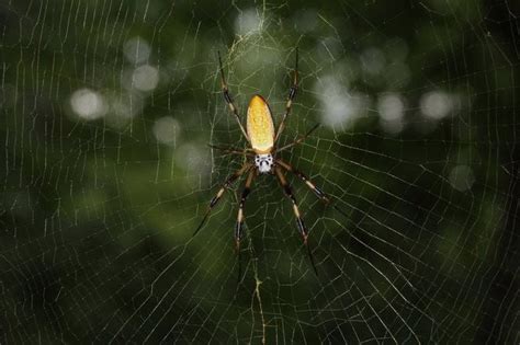 Worried About Louisiana Spiders Here Are 16 Species With Photos You