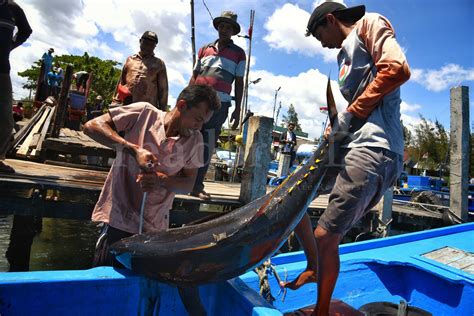 Foto Feature Hasil Tangkapan Ikan Tuna Di Aceh Melimpah