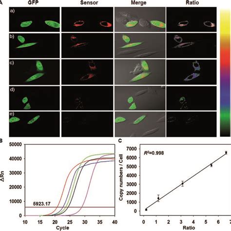 A Fluorescence And Ratiometric Images Of Hela Cells Treated With