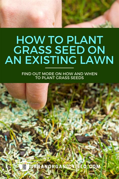 How To Plant Grass Seeds On An Existing Lawn Planting Grass Best