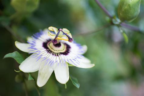 Passiflora Caerulea Conocida Como Pasiflora Azul Pasiflora De Corona