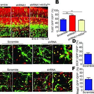 Kif2a Regulates The Switch Of NSCs NPCs From Proliferation To