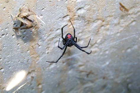 Black Widow Spider In North Carolina Black Widow Spider Widow Spider Spider