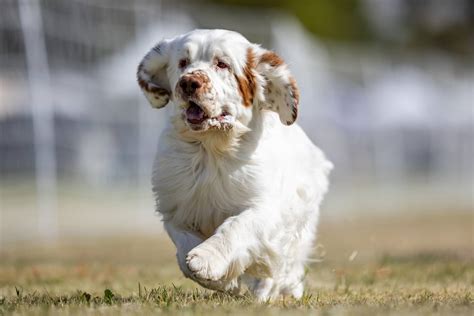 12 Types of Spaniel Dogs - Breed Information and Comparison - Gundogs