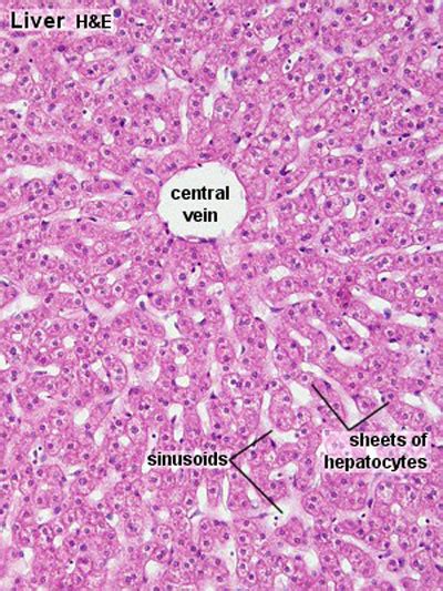 Gastrointestinal Tract Liver Histology Embryology