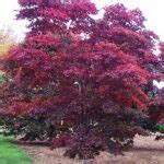 How To Grow Bloodgood Japanese Maples Gardeners Path