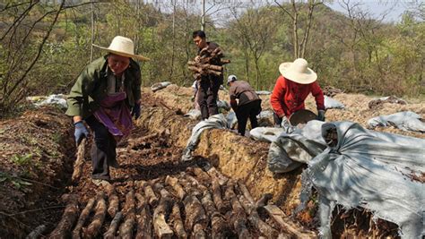 贵州大方：林下二次种植走出天麻致富路 新华网