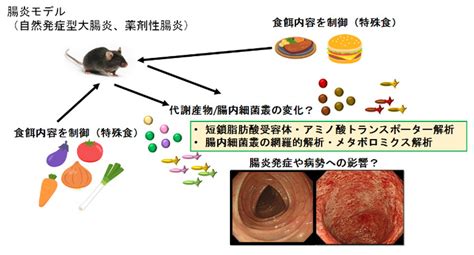 炎症性腸疾患グループ研究神戸大学医学部付属病院 消化器内科