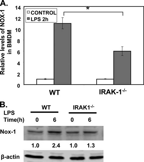 Irak 1 Contributes To Lps Induced Expression Of Nox 1 A Effect Of Lps