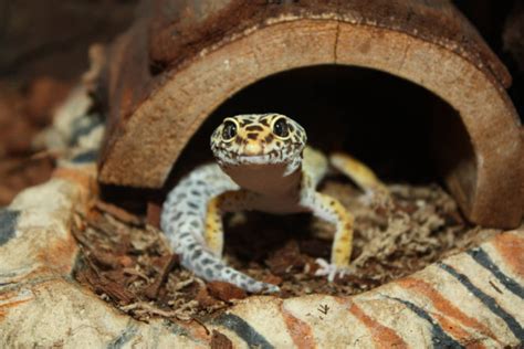 5 Reasons Why Your Leopard Gecko Is Aggressive Reptile Craze