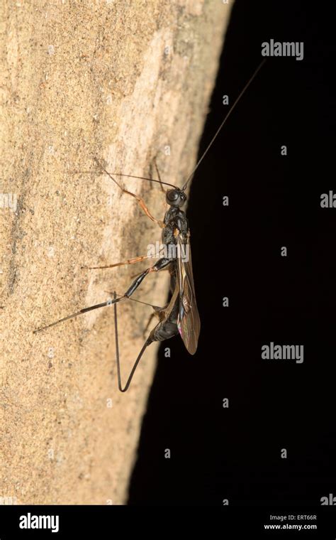 Ichneumon Wasp Female Laying Eggs With Ovipositor The Ovipositor Is An Organ Used By Some