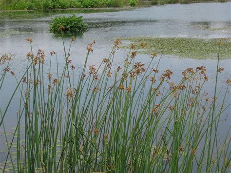 Freshwater Marsh Plants - Plants BA