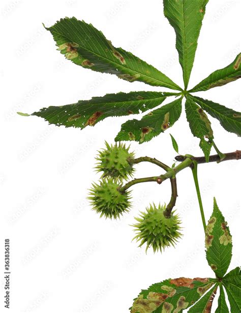 Conker tree branch with green chestnut fruits and leaves isolated on ...