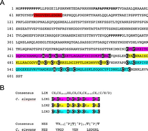 Analysis Of The Zyx 1 Protein Sequence A Predicted Amino Acid