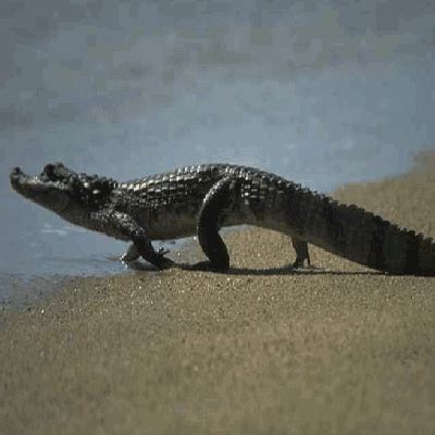 Caiman