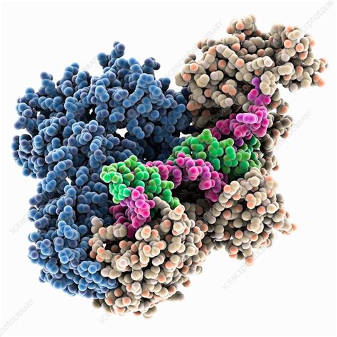 Hiv Reverse Transcriptase Complex Molecular Model Stock Image