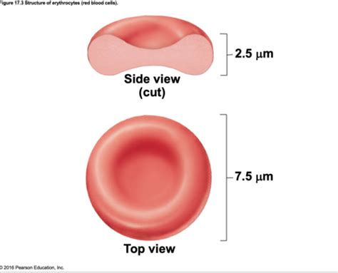 Red Blood Cell Structure And Function Flashcards Quizlet