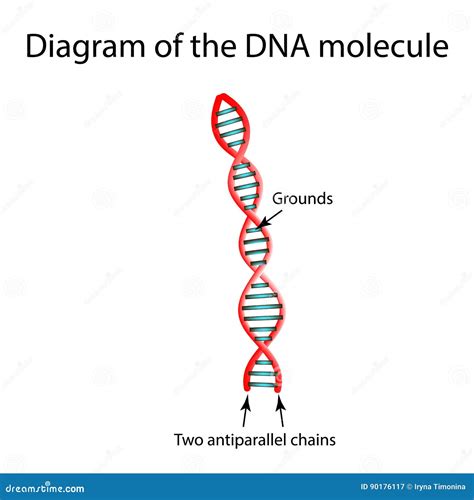 La Struttura Della Molecola Del DNA Infographics Illustrazione Di