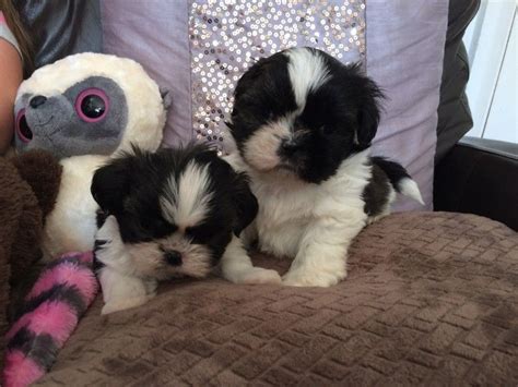 Shih Tzu Puppies For Sale Austin Tx Petzlover