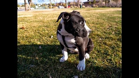 American Bully Pitbull Mix Puppy