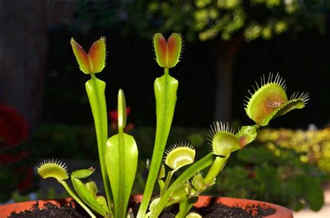 Premium Photo Carnivorous Plant Venus