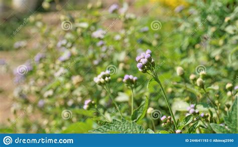 Ageratum Conyzoides Also Known As Tropical Whiteweed Bastard Argimony