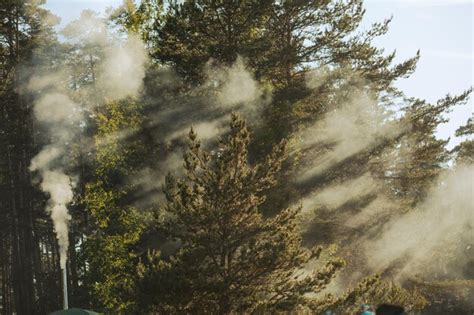 Premium Photo Beautiful Landscape Sun Rays Shine Through Trees