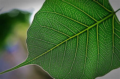 The Pipal Tree Leaf Photo And Image Plants Fungi And Lichens Trees