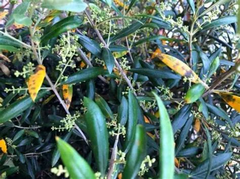 Olive Tree Leaves Yellow With Black Spots Why And How To Fix It Oliviada