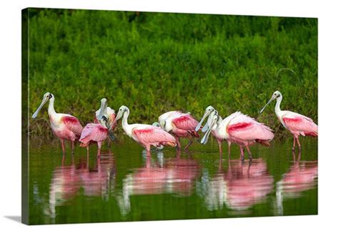 Roseate Spoonbill Reflections Canvas Wrap David Lawrence Photography