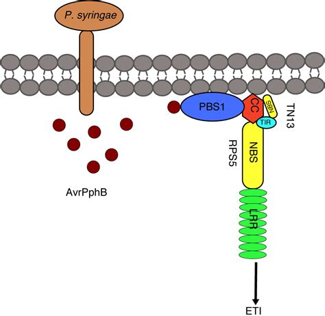 The TIRNBS Protein TN13 Associates With The CCNBSLRR Resistance