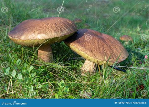 Big Funghi Porcini Yammy Funghi Bianchi Commestibili In Foresta