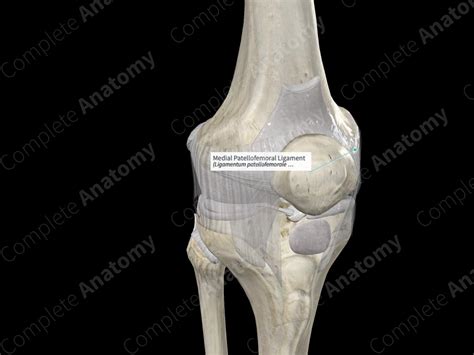 Medial Patellofemoral Ligament | Complete Anatomy