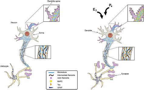 Frontiers Sex Hormones Regulate Cytoskeletal Proteins Involved In