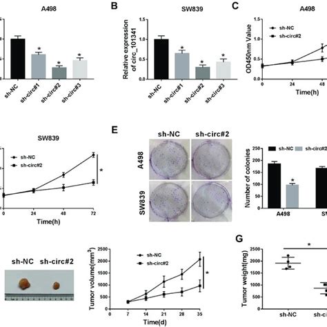 Circ Knockdown Inhibited Proliferation And Colony Formation In