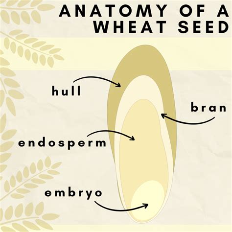 How Do Seeds Germinate Monocots Vs Dicots Owlcation